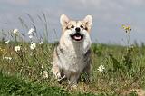 CORGI PEMBROKE 400